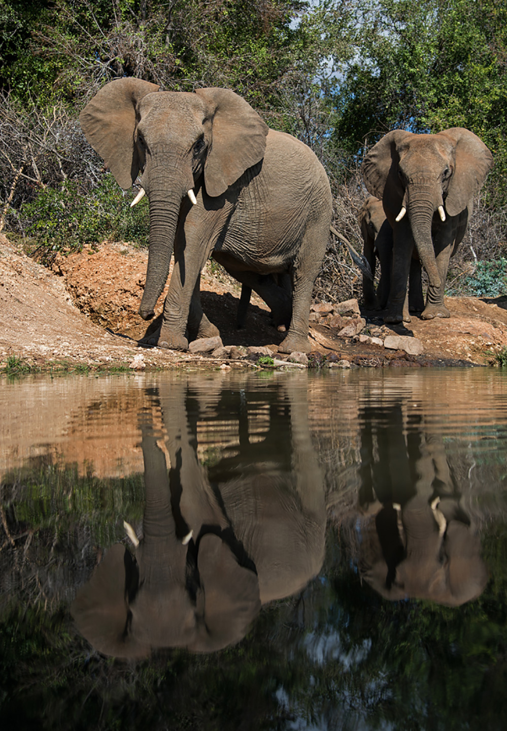 Madikwe Game Reserve Elephants at Water Hole 1